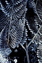 Frost Crystals on Fern #1